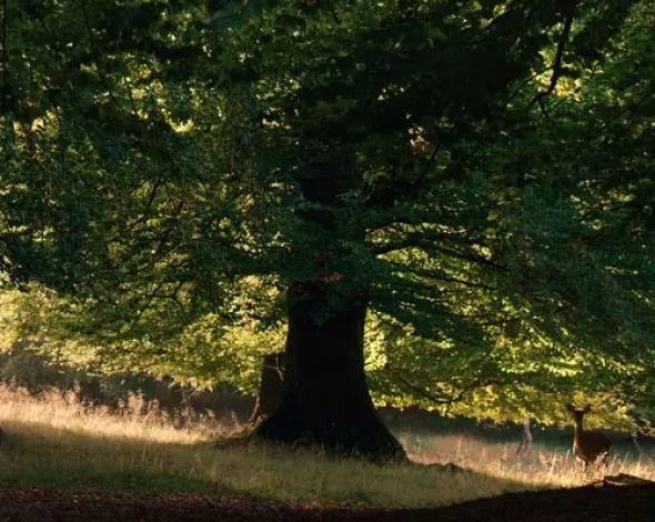 Imagen del documental La vida secreta de los árboles